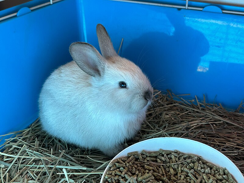 File:5 weeks old bunny of unknown breed.jpg