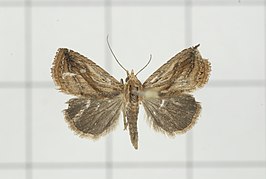 Rivula striatura