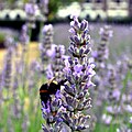 A bee drinks nectar from a lavender flower in the lavender garden in Vauxhall Park