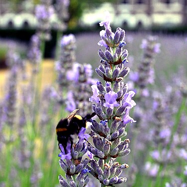 A bee drinks nectar from a lavnder flower in the lavender garden in Vauxhall Park