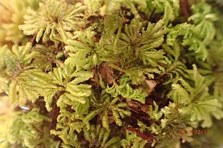 <span class="mw-page-title-main">Hypopterygiaceae</span> Family of mosses