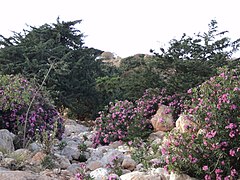 Plants sauvages dans un oued au sous-sol humide de la côte méditerranéenne de la Libye