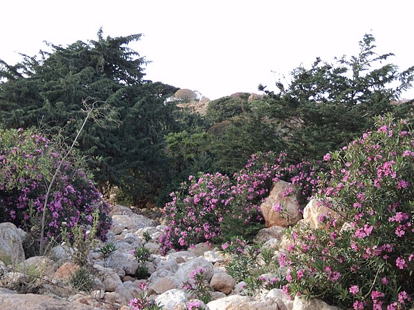 A wadi in Libya