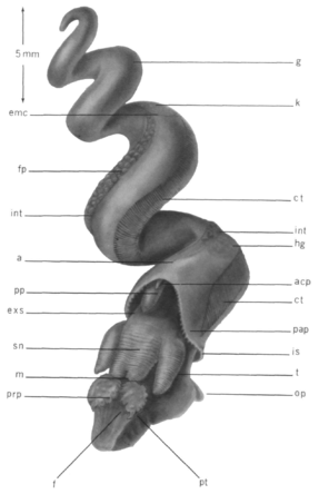 Les gastéropodes sont notamment caractérisés par la torsion de leur masse corporelle et viscérale (ici : corps de Abyssochrysos melanioides)