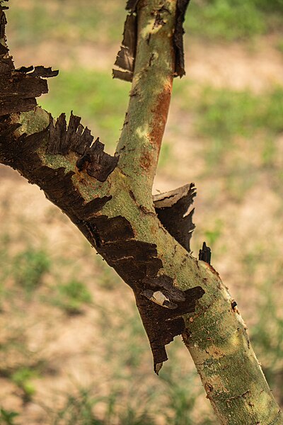 File:Acacia qui change d'écorce.jpg