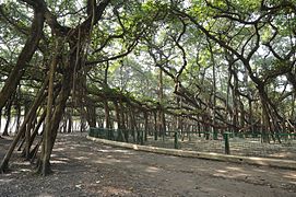 Acharya Jagadish Chandra Bose Indyjski ogród botaniczny - Howrah 08.01.2011 9723.JPG