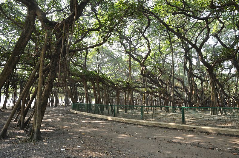 File:Acharya Jagadish Chandra Bose Indian Botanic Garden - Howrah 2011-01-08 9723.JPG