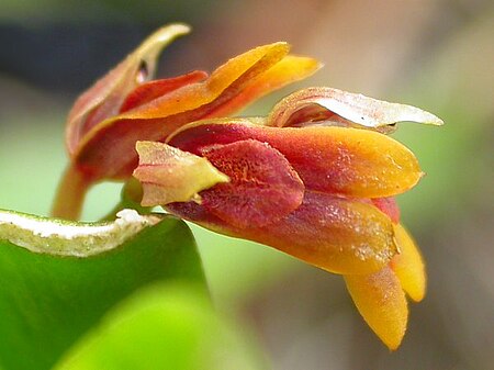 Acianthera_fockei