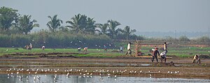 Adatt, Kole Wetlands, Thrissur.JPG