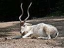 Addax nasomaculatus closeup.jpg