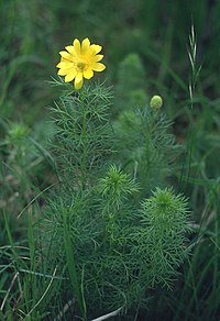 Adonis de printemps