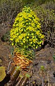 Aeonium manriqueorum, Inflorescence