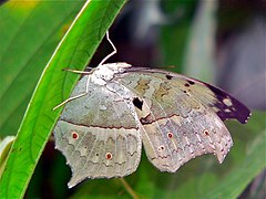 Protogoniomorpha parhassus.