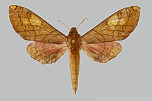 Afrosphinx amabilis, еркек, жоғарғы жағында. Заир, Шаба, Luéna.jpg