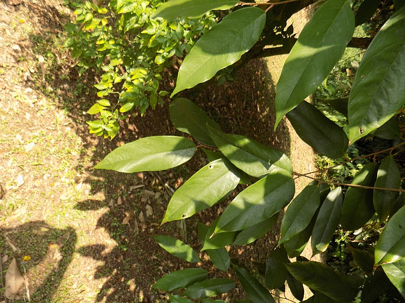 File:Afrostyrax lepidophyllus - Feuilles 2.jpg