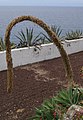 Agave attenuata