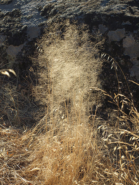 File:Agrostis truncatula 20110817 1.jpg