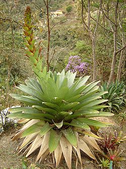 Alcantarea imperialis (Carrière) Harms