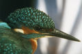 Alcedo atthis head 001.jpg