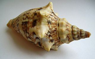 <i>Alcithoe arabica</i> Species of gastropod