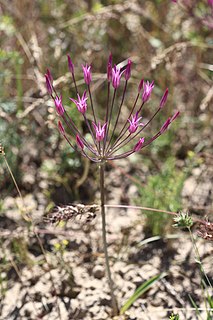 <i>Allium iliense</i> Species of plant in the genus Allium