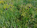 Allium rotundum