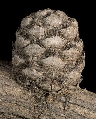 <i>Allocasuarina ramosissima</i> Species of flowering plant