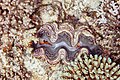 * Nomination Maxima clam (Tridacna maxima), Red Sea, Egypt --Poco a poco 08:15, 7 July 2023 (UTC) * Promotion  Support Good quality. --多多123 17:46, 7 July 2023 (UTC)