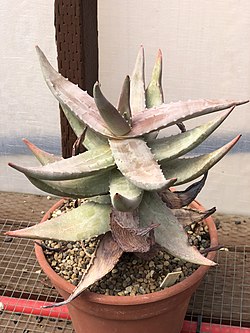 Aloe meyeri.jpg