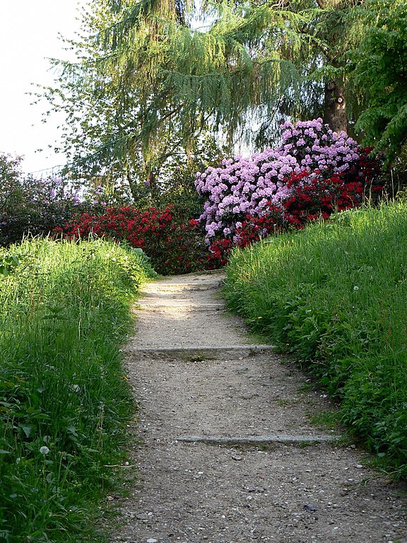 File Alter Botanischer Garten Kiel Rhododendron Jpg Wikimedia