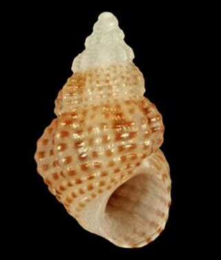 <i>Alvania aspera</i> Species of gastropod