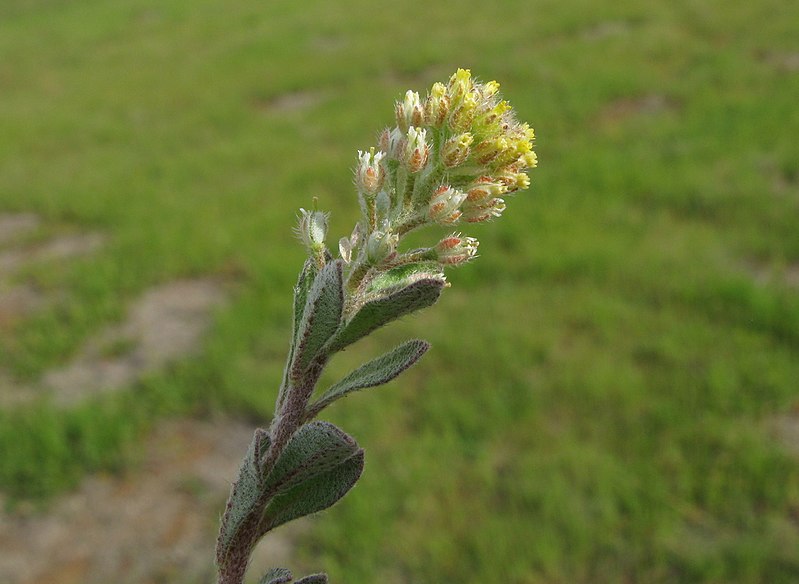 File:Alyssum linifolium flowerhead5 ST (15553399112).jpg