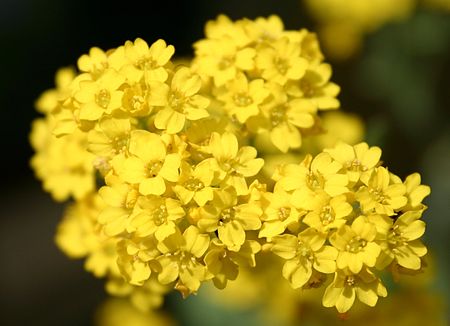 Alyssum saxatile.jpg