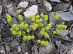 Alyssum tortuosum 1. jpg