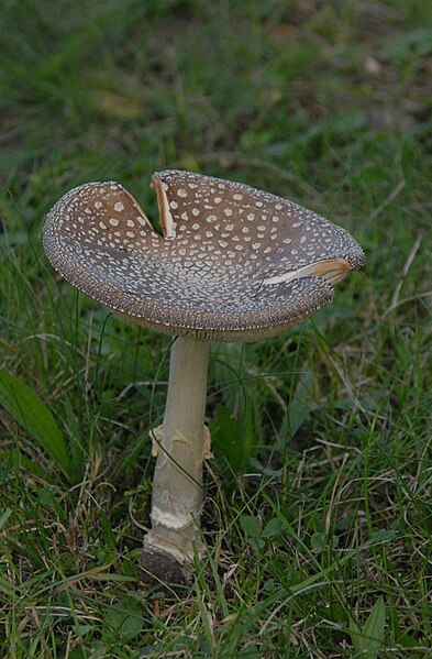 File:Amanita pantherina (30003006391).jpg