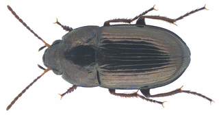 <i>Amara communis</i> Species of beetle