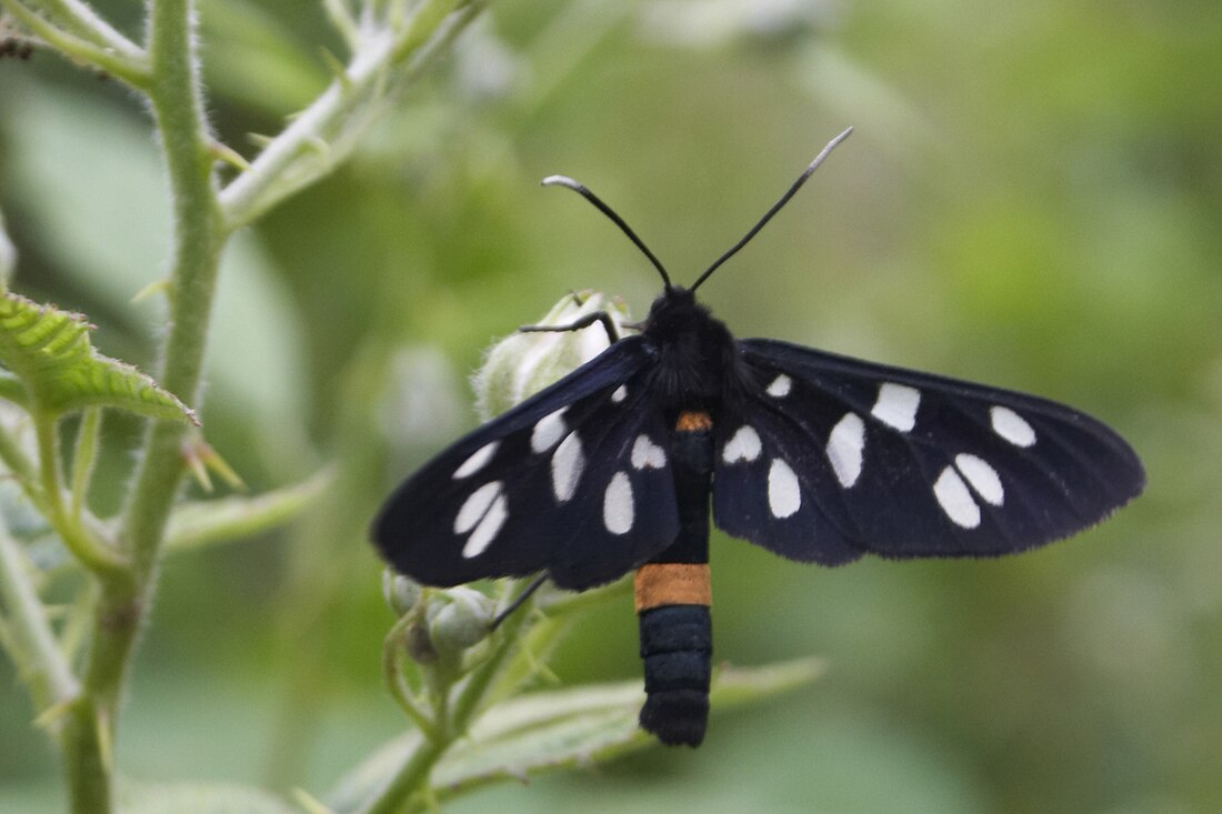 Nine-spotted moth