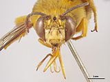 Amegilla (Asaropoda) bombiformis Head Front Image - Male