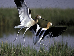 American avocets at Bear River Migratory Bird Refuge American Avocet 2.jpg