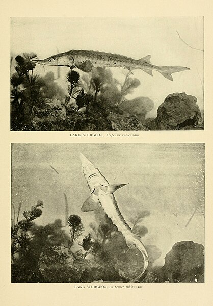 File:American food and game fishes (Plate (2)) BHL8308545.jpg