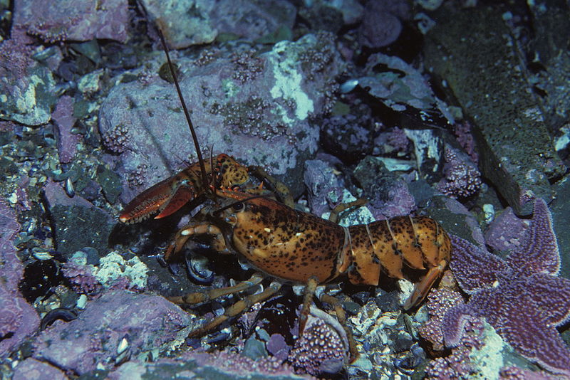 File:American lobster, Homarus americanus in Newfoundland, Canada (21173791512).jpg