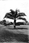 Americana 1920 Tropical Forest Products - oil palm.jpg
