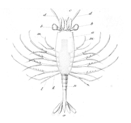 Amphionides reynaudii, l'unique Amphionidacea connu