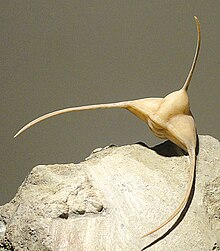Ampyx nasutus - Houston Doğa Bilimleri Müzesi - DSC01432.jpg