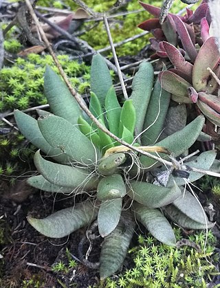 <i>Anacampseros lanceolata</i> Species of plant