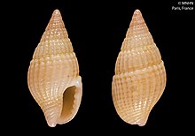 Anachis aurantia (MNHN-IM-2000-6347).jpeg