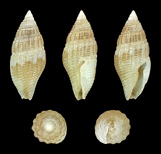 <i>Anarithma metula</i> Species of gastropod