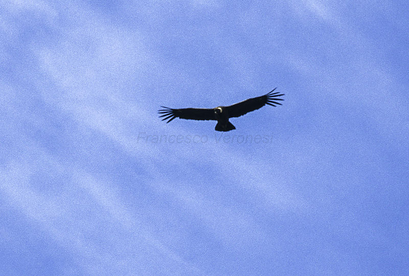 File:Andean Condor - Patagonia - Argentina 11 (15248385108).jpg