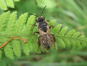 Descripción de la Andrena vicina (15) .JPG imagen.