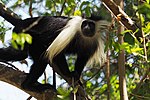 Vignette pour Dugdol (Colobus angolensis palliates)